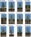 Trees2.jpg