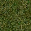 Ter grass02 d.jpg